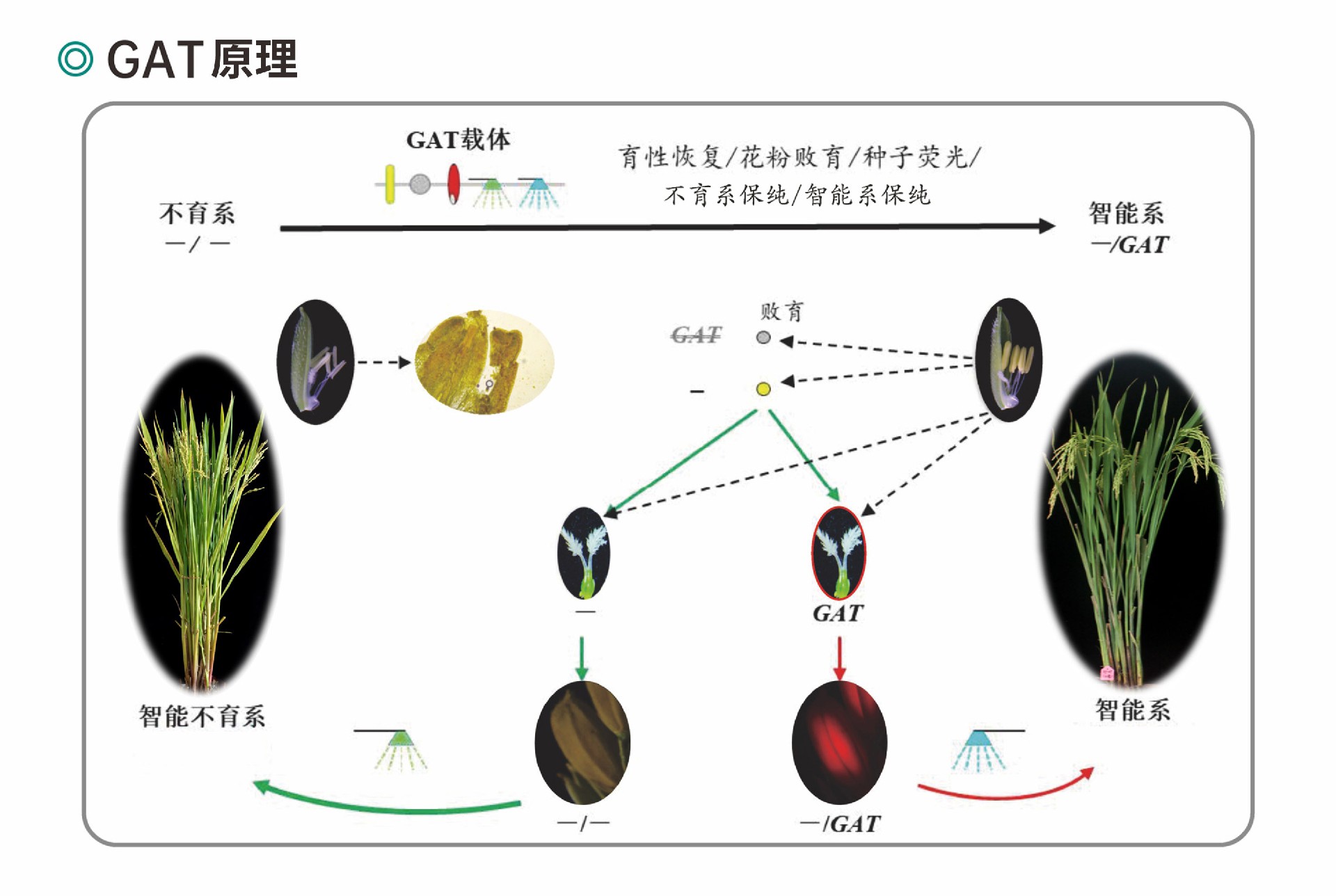 技術(shù)原理圖片.jpg