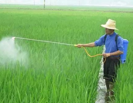 水稻化學(xué)除草注意事項